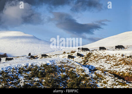 Curious young Welsh Black bullocks on a snowy morning in the Upper Neuadd valley, Bannau Brycheiniog(Brecon Beacons)2016: Phillip Roberts Stock Photo