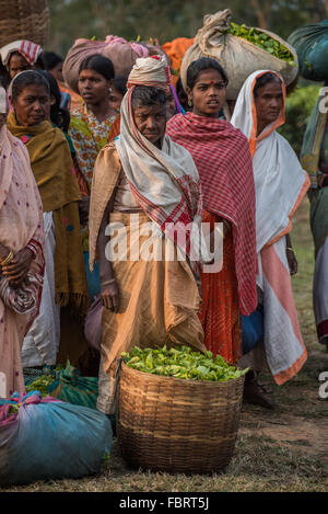 Female Indian Tea pickers ready to pour out their tea leaves ready for weighing on Gatoonga Tea Estate, Assam, India. Stock Photo