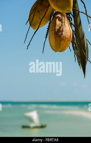 Coconuts hanging from palm at beach Stock Photo