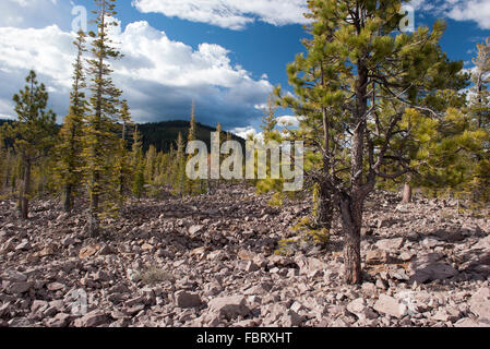 Evergreen trees growing in volcanic rock, Lassen Volcanic National Park, California, USA Stock Photo