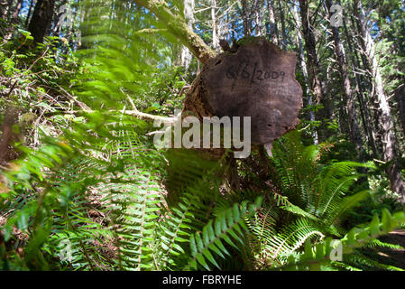 Date written on trunk of cut tree in forest Stock Photo