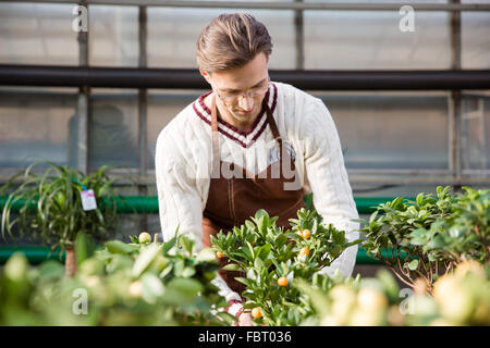 Concentrated man gardener in brown apron taking care of small trees in greenhouse Stock Photo