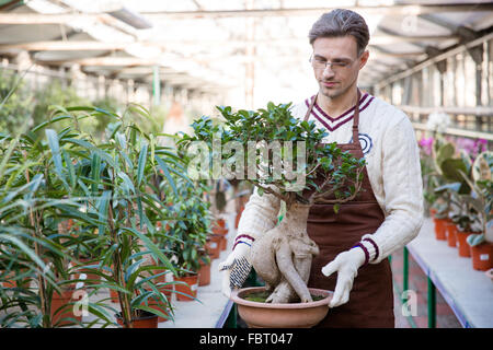 Handsome man gardener in brown apron and garden gloves holding bonsai tree in pot in greenhouse Stock Photo