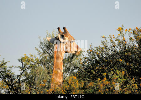 Giraffe eating leaves of the sweet thorn Stock Photo