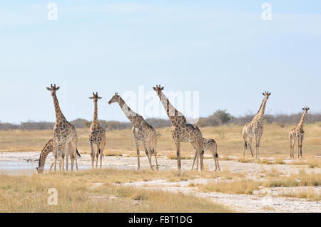Giraffes at the Aroe waterhole in the Etosha National Park, Namibia Stock Photo