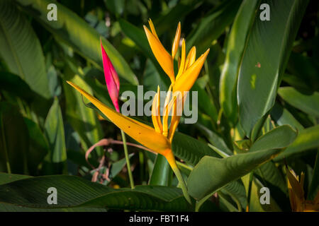 Golden Torch, Heliconia spathocircinata, peninsula Malaysia. Stock Photo