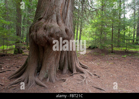 Tree trunk with large burl Stock Photo