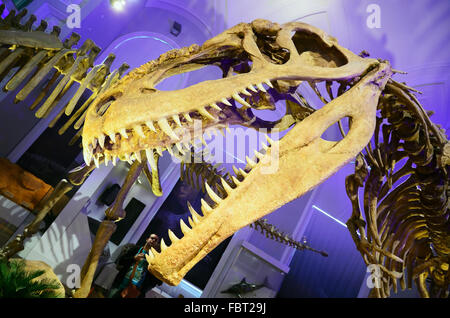 The Natural History Museum of Helsinki is an exhibition of the Finnish ...