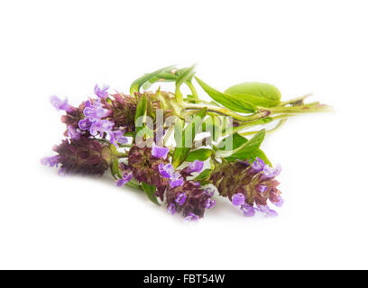 Wild thyme herb isolated on white Stock Photo