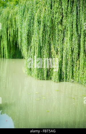 Willow growing in water Stock Photo