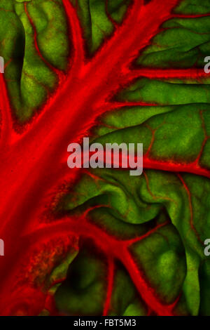 Red chard bright leaf Stock Photo