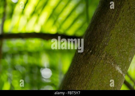 Close-up of tropical tree trunk Stock Photo