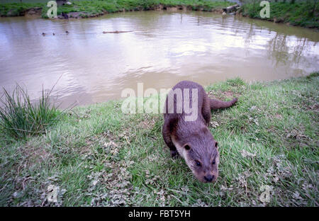 The British Wildlife Centre at Newchapel, Lingfield, Surrey:   An otter. Stock Photo