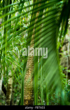 Palm frond Stock Photo