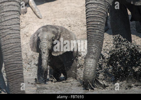 Playing baby elephant Stock Photo