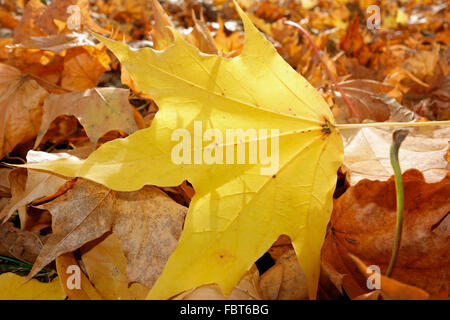 a yellow sugar maple tree leaf in autumn on the ground Stock Photo
