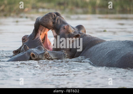 Two hippos (Hippopotamus amphibius) palying in water with small hippo watching in Moremi National Park, Botswana Stock Photo