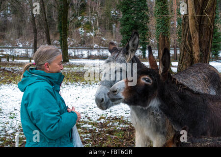 Female in blue coat feeding two donkeys, with snow and trees Stock Photo