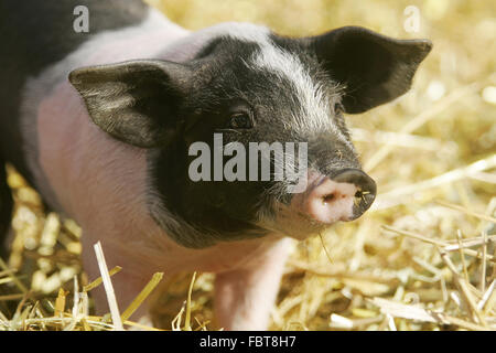 Hallisches Schwein / Ferkel Stock Photo