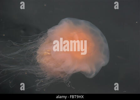 Leuchtende Qualle, Glowing jellyfish Stock Photo