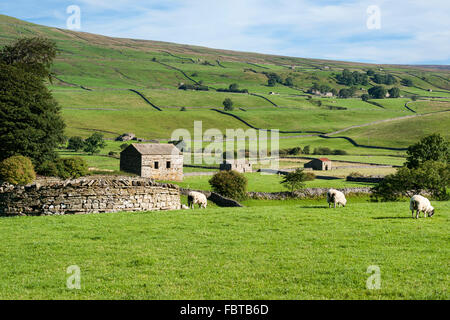Wensleydale Landscape, near Hawes, North Yorkshire, England UK Stock Photo