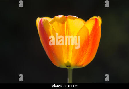 Tulpe, Tulip