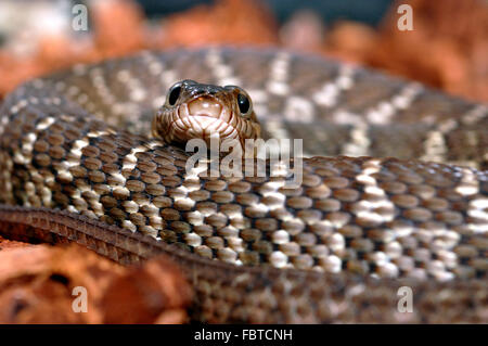 Diamond Water Snake Stock Photo