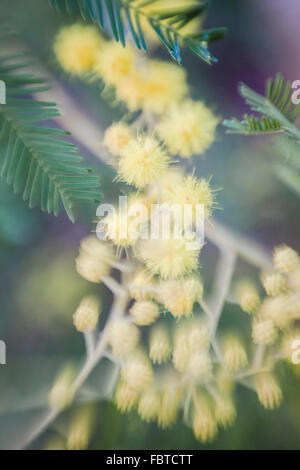 Close up of flowers of mimosa Acacia dealbata Stock Photo
