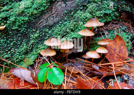 Fairy Ring Mushrooms, Marasmius oreades, growing in the forest beside a log Stock Photo