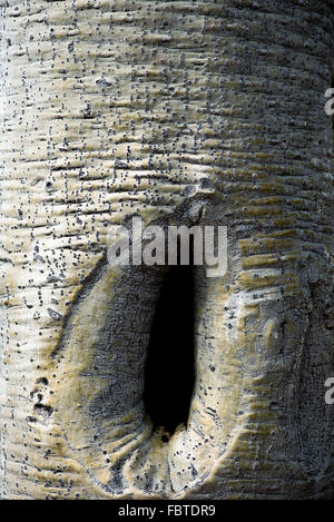 Close-up of knot in baobab tree Stock Photo