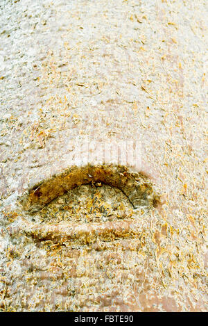 Close-up of baobab bark and knot Stock Photo