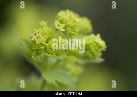 Lady's Mantle (Alchemilla vulgaris) Stock Photo