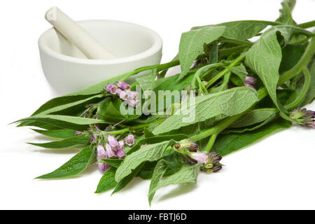 Comfrey and mortar Stock Photo