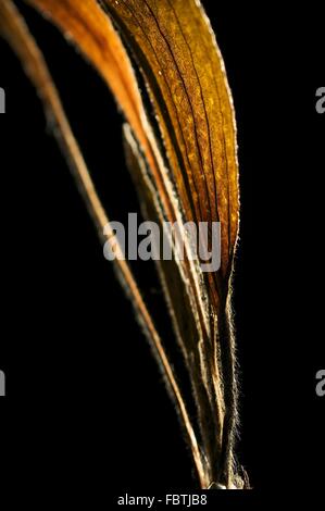 Dried Ribwort Stock Photo