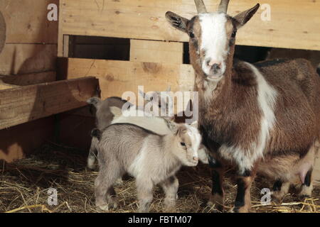 miniature goat offspring Stock Photo