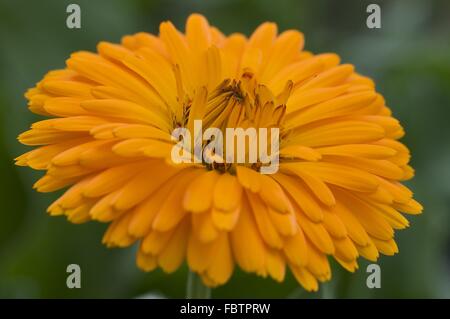 English Marigold (Calendula officinalis) Stock Photo
