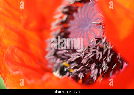 big poppy flower in macro Stock Photo
