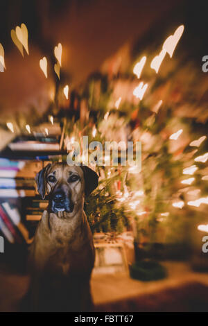 Rhodesian Ridgeback sitting in front of christmas tree with heart shaped bokeh in background Stock Photo