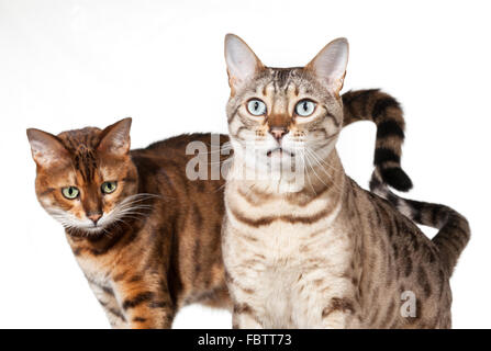 Two Bengal kittens looking shocked and staring Stock Photo