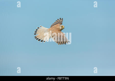 Single Female Common European Kestrel Falco tinnunculus flying with wings spread against blue clear sky, Worcestershire Stock Photo