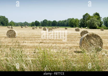 Hay balls on field Stock Photo