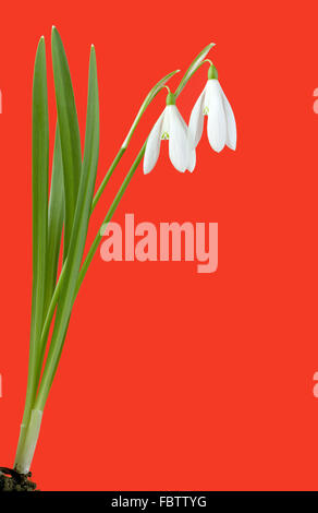 Snowdrops Stock Photo