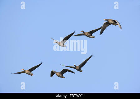 White-fronted Goose, Anser albifrons Stock Photo