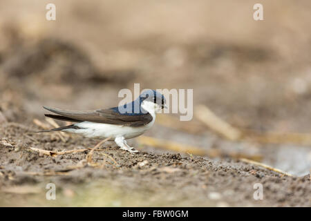 Common House Martin Delichon urbicum collecting mud from puddle in Worcestershire Stock Photo