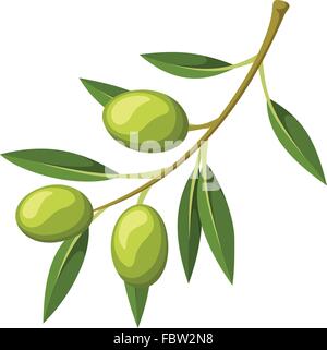 Olive branch with leaves isolated on white background. Vector ...