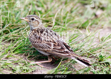 Skylark (Alauda arvensis). Russia. Russia, the Ryazan region ...