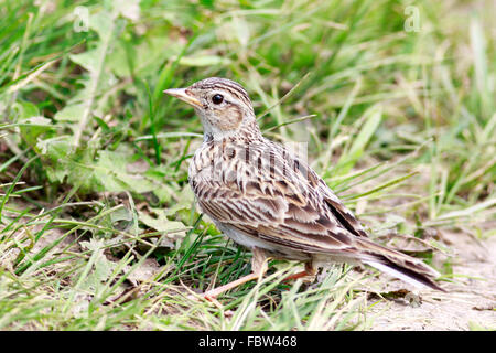 Skylark (Alauda arvensis). Russia. Russia, the Ryazan region ...