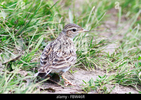 Skylark (Alauda arvensis). Russia. Russia, the Ryazan region ...