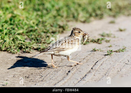 Skylark (Alauda arvensis). Russia. Russia, the Ryazan region ...