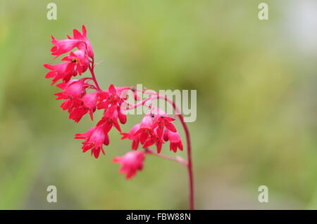 coral bells Stock Photo